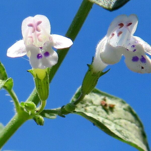 Clinopodium nepeta ফুল