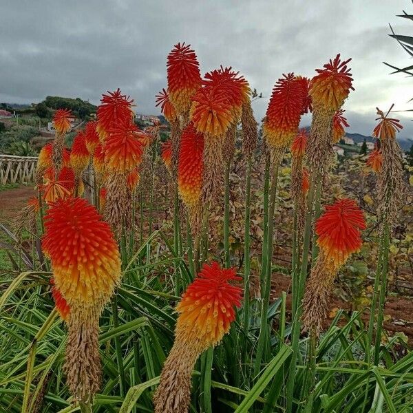 Kniphofia uvaria Květ