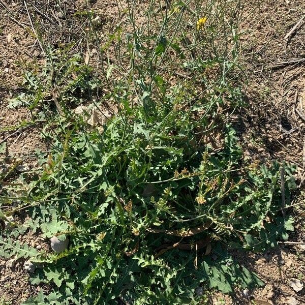 Launaea nudicaulis Habitus