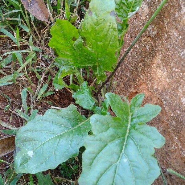 Youngia japonica Leaf