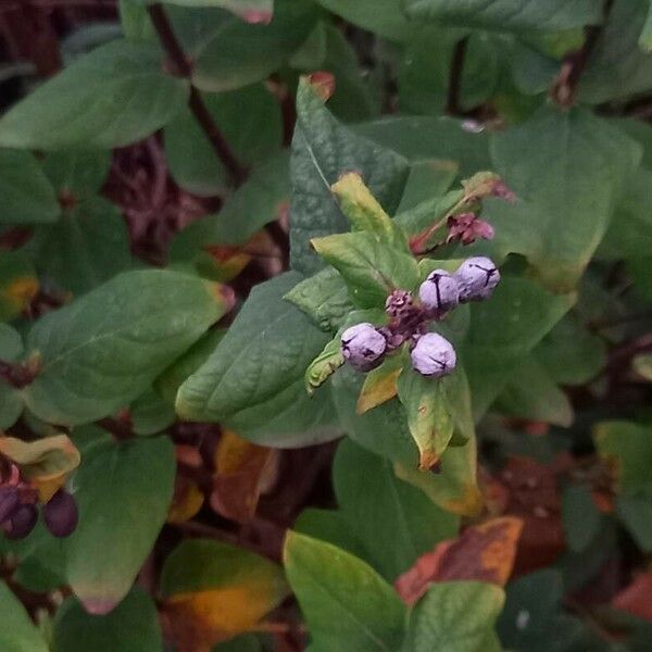 Hypericum × inodorum ᱡᱚ