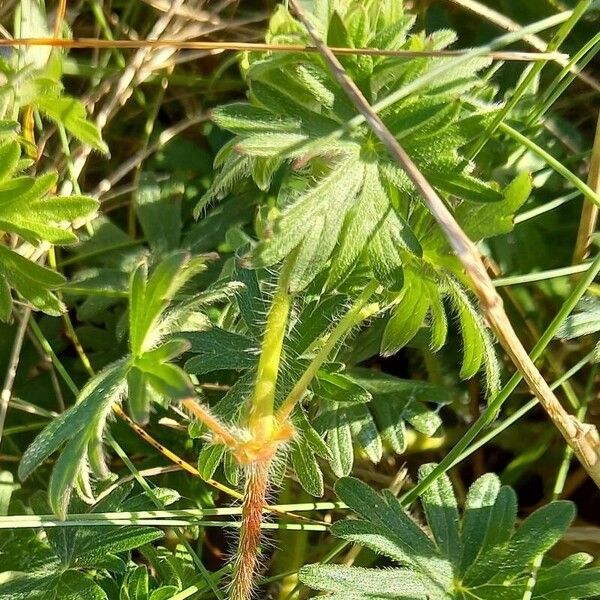 Geranium sanguineum पत्ता