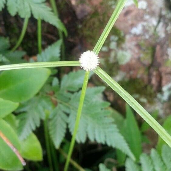 Cyperus brevifolius 花