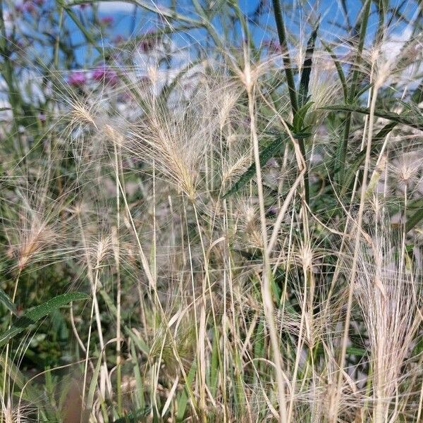 Hordeum jubatum ᱵᱟᱦᱟ