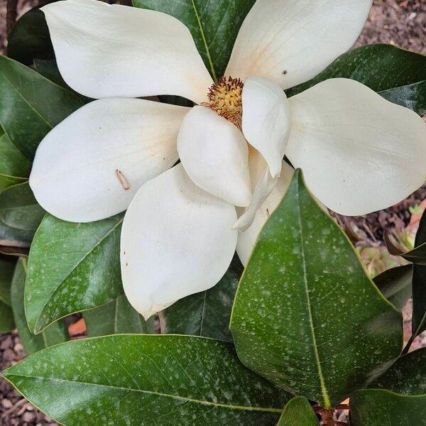 Magnolia virginiana ᱵᱟᱦᱟ