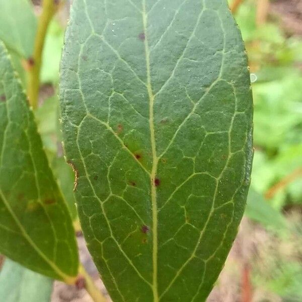 Vaccinium corymbosum Feuille