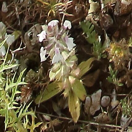 Sideritis romana Λουλούδι