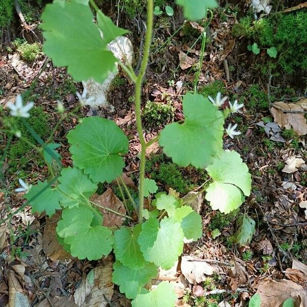 Saxifraga rotundifolia 葉