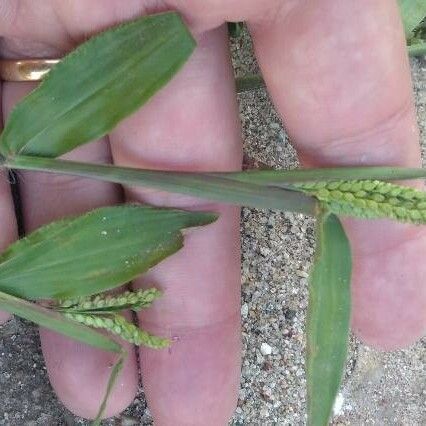 Echinochloa colonum 葉