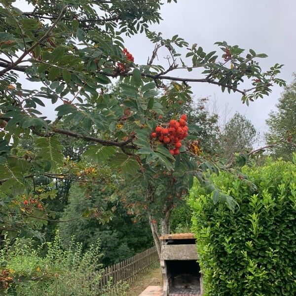 Sorbus aucuparia Φρούτο