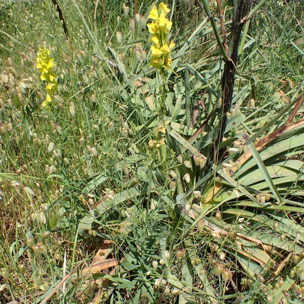 Linaria angustissima Alkat (teljes növény)