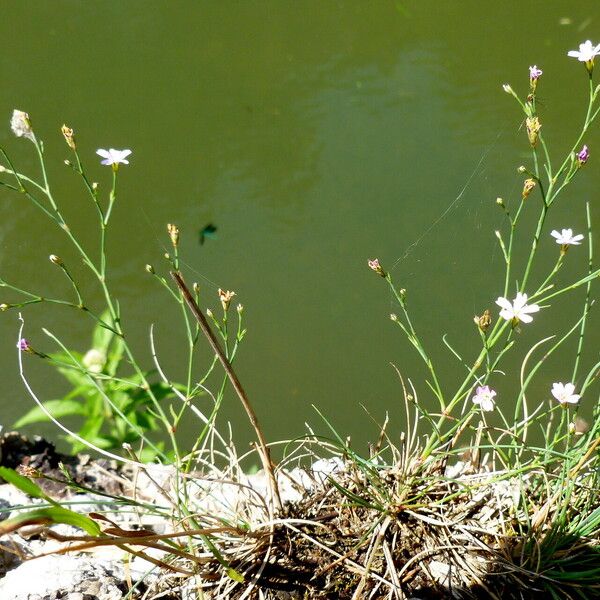 Gypsophila repens Habitus