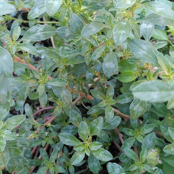 Amaranthus blitoides Blatt