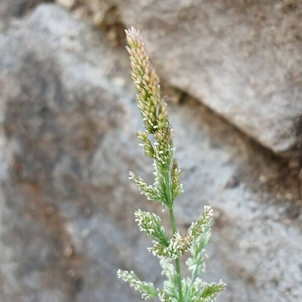 Polypogon viridis Flor