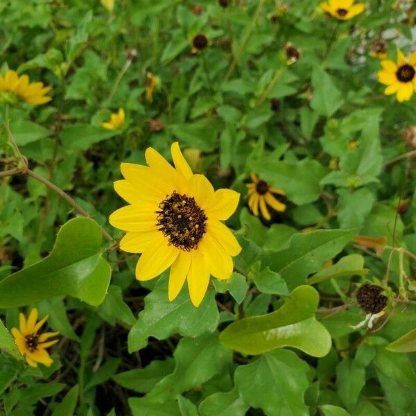 Helianthus debilis Flower