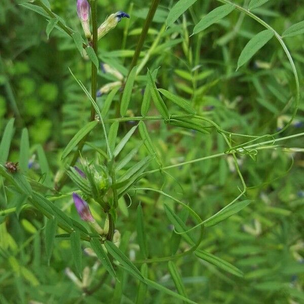 Vicia tetrasperma Kvet