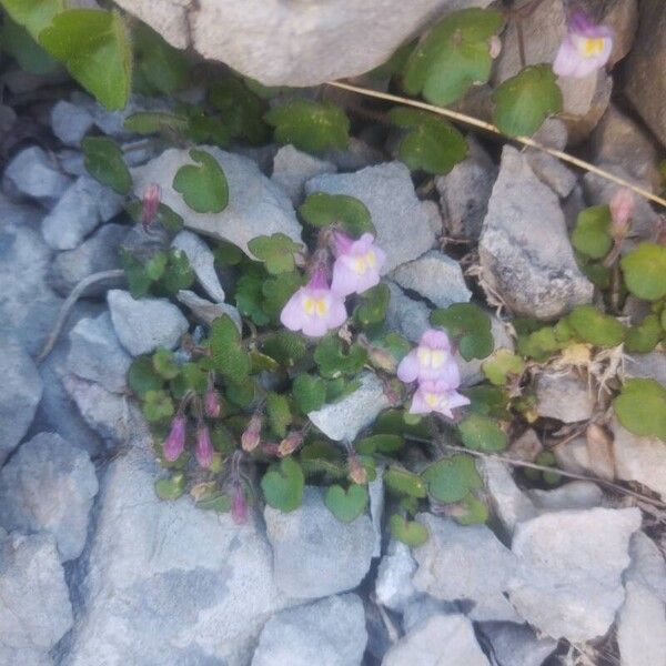 Cymbalaria pallida Çiçek