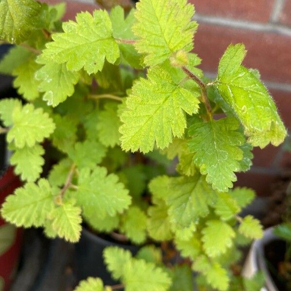 Holodiscus discolor Leaf