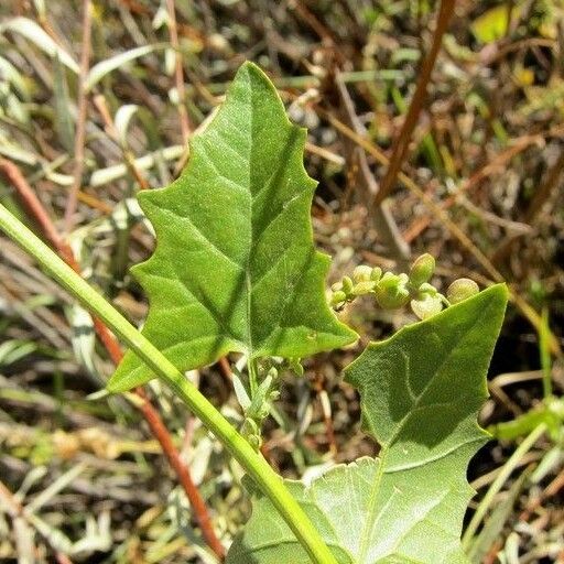 Atriplex micrantha Deilen