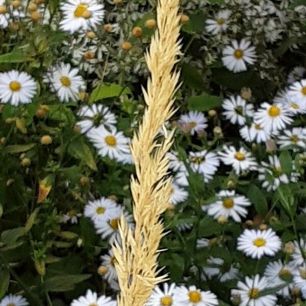 Calamagrostis epigejos Blomma