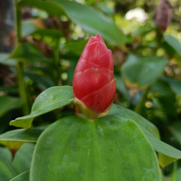 Costus woodsonii फूल