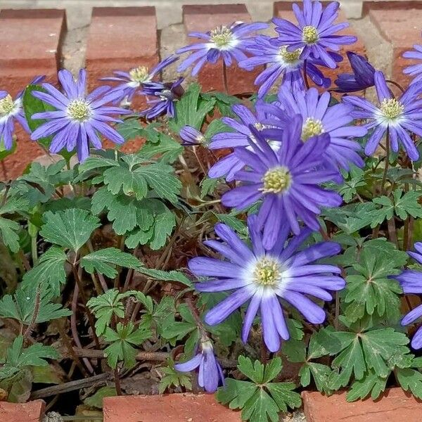 Anemone blanda Folha