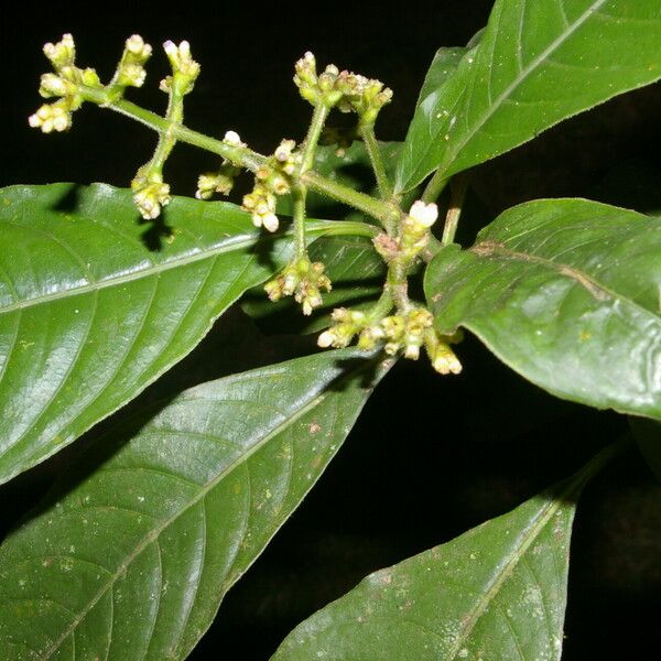 Palicourea brachiata Flower
