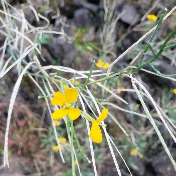 Erysimum asperum ফুল