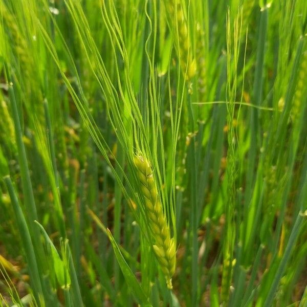 Hordeum vulgare Кветка