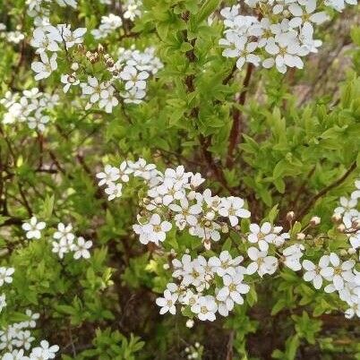 Spiraea thunbergii Цветок