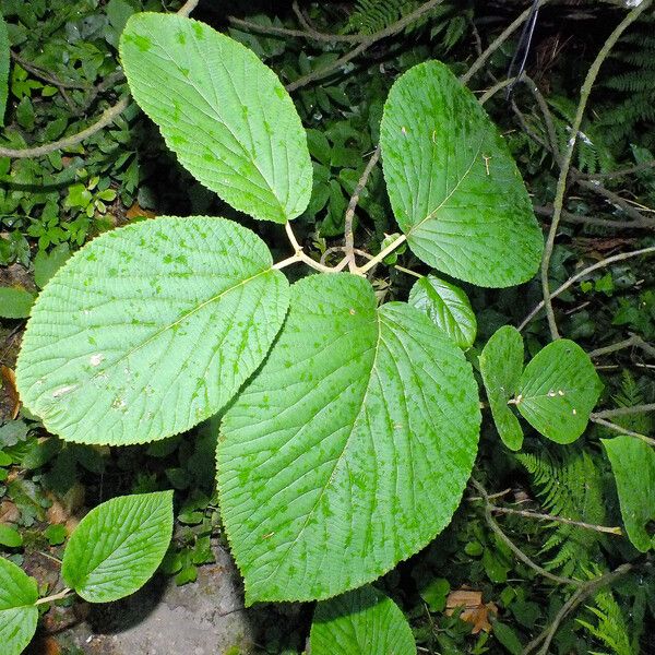 Viburnum lantanoides ᱥᱟᱠᱟᱢ