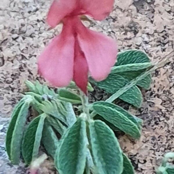 Indigofera vohemarensis Flower