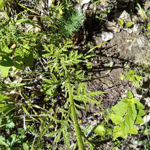 Cota tinctoria Blad