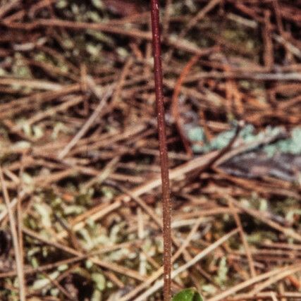 Neottia cordata Хабит