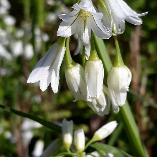 Allium triquetrum Flors