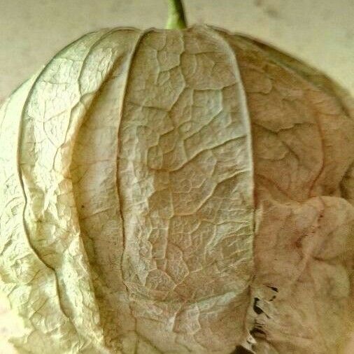 Physalis angulata Fruit