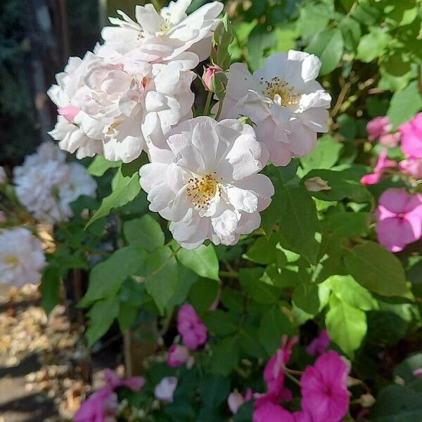 Rosa moschata Hostoa