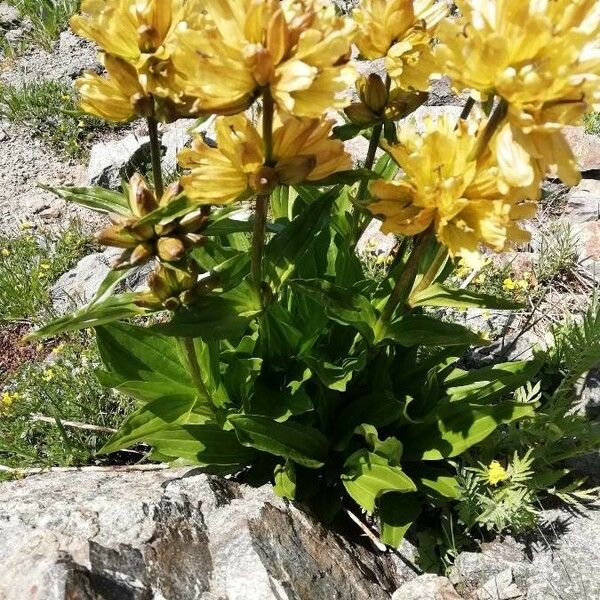 Gentiana punctata Flower