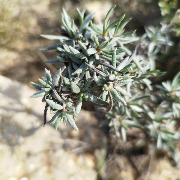 Helianthemum syriacum Fuelha