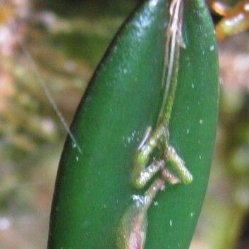 Lepanthes lindleyana Fruit