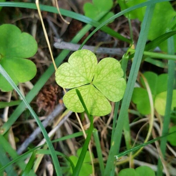 Oxalis acetosella Leaf