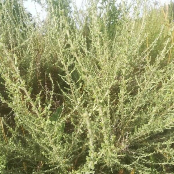 Artemisia herba-alba Kabuk