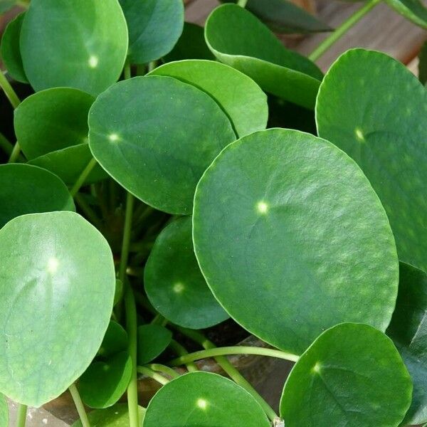 Pilea peperomioides Frunză