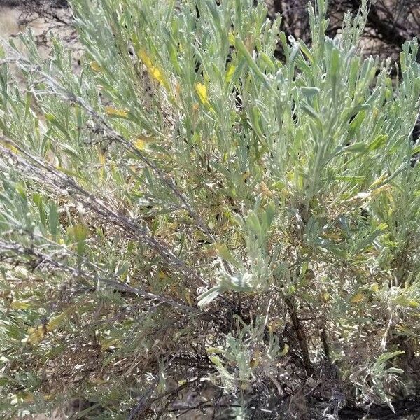 Artemisia tridentata Φύλλο