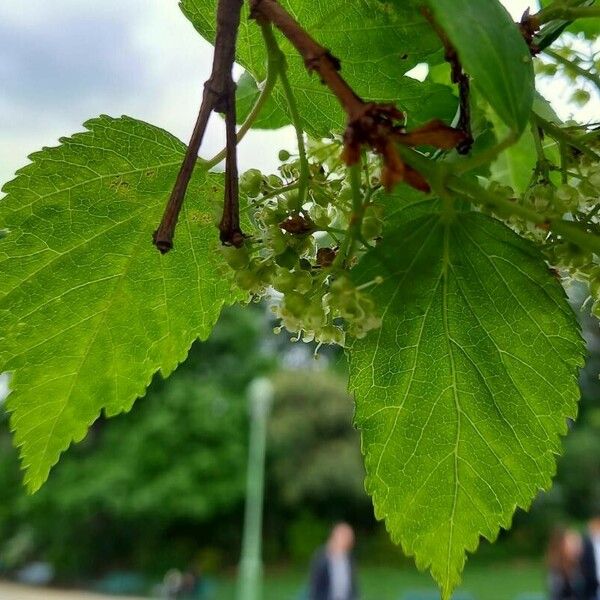 Acer tataricum 葉