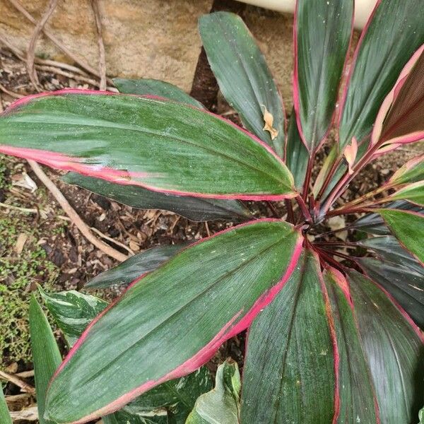 Cordyline fruticosa Φύλλο