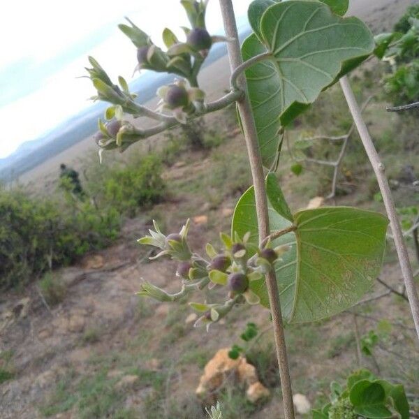 Ipomoea spathulata Fruchs