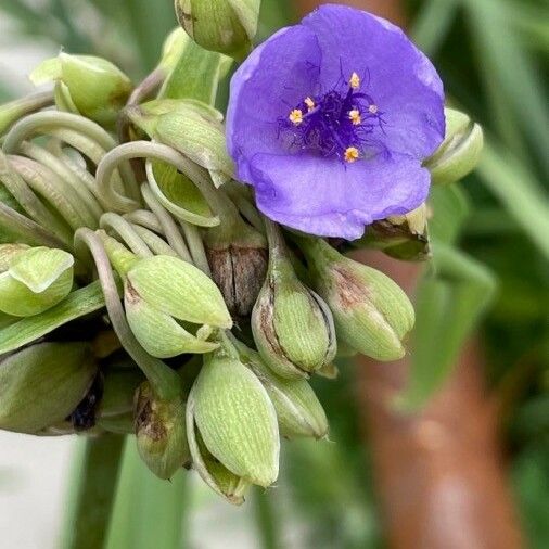 Tradescantia ohiensis फूल