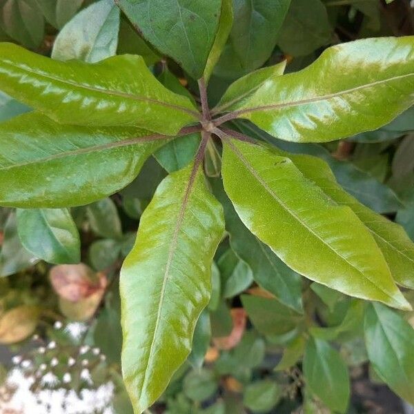 Ageratina altissima Leaf