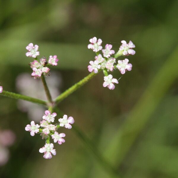 Torilis africana Kvet